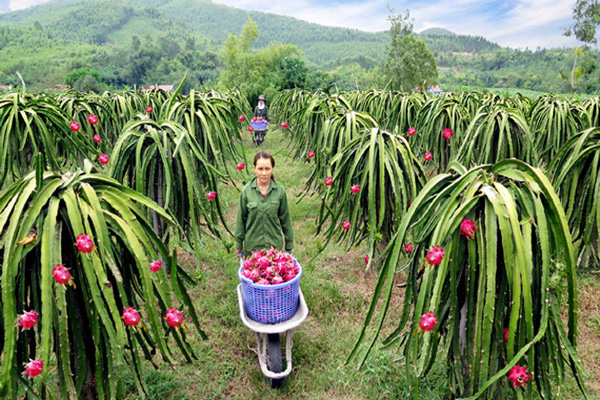 Mô hình Farm sản phẩm OCCOP Bưởi Từ Hạnh, Ổi lê Đài Loan, Thanh long ruột đỏ Minh Tâm